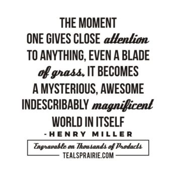 T-02893_Beauty_Quotes_and_Sayings_TealsPrairie.com